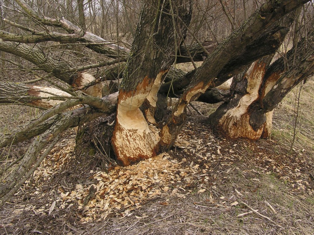 Fotó: WWF Magyarország