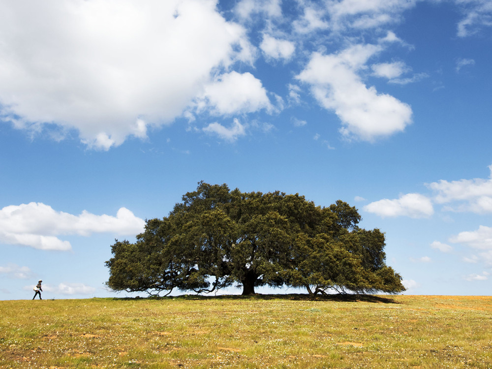 Fotó: www.treeoftheyear.org