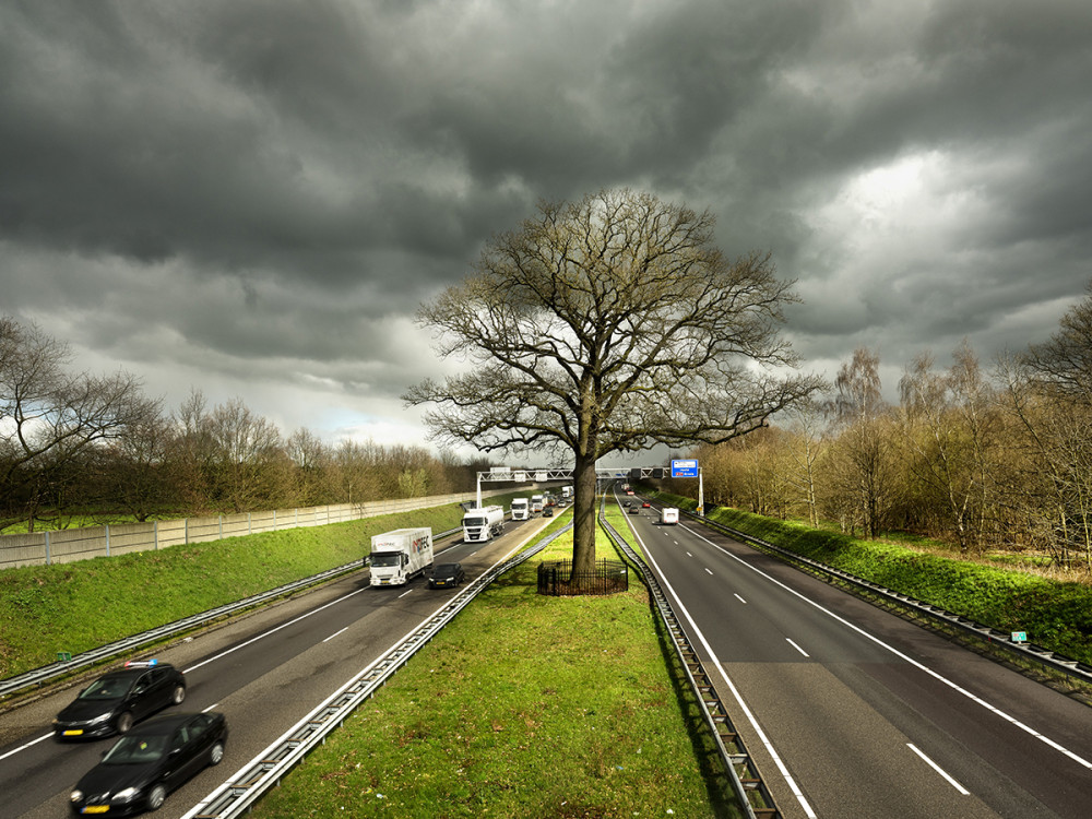 Fotó: www.treeoftheyear.org