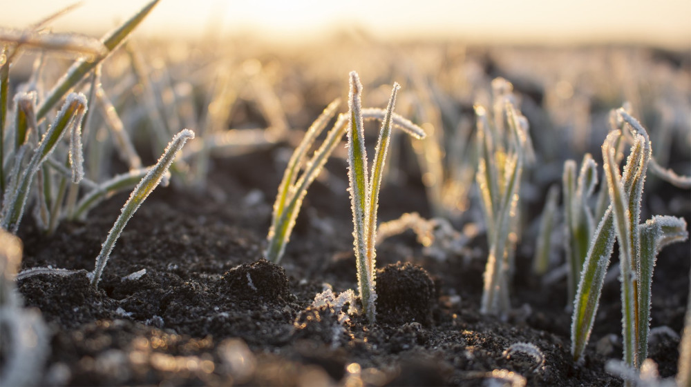 Frosty frost in spring in the fields with winter wheat. Severe frost damages crops in the spring.