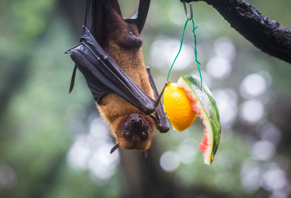 Fruit bat also known as flying fox with big leather wings hanging upside and down eating juicy orange and watermelon