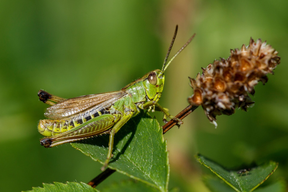 Gemeiner Grashüpfer  (Chorthippus parallelus) Männchen