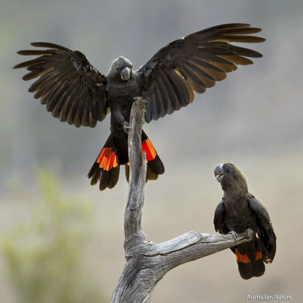 Glossy_Black_Cockatoos_FOTOBowerbirdaus Wikipedia