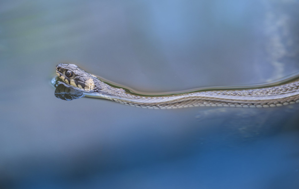 grass snake Natrix natrix swimming in a pond