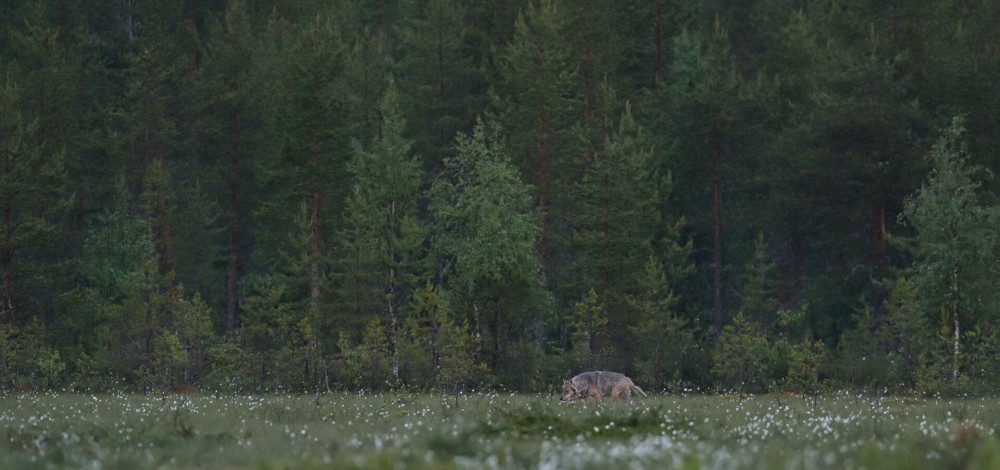 Gray wolf (Canis lupus) in bog landscape.