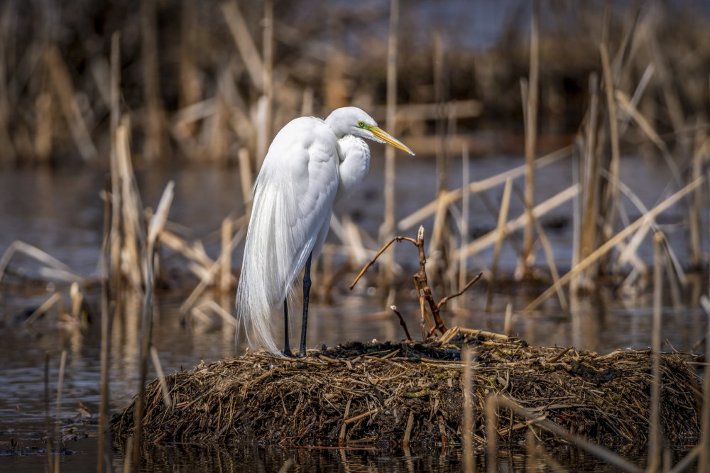 Great Egret (Ardea alba) in breeding plumage standing on nest at Kensington Metropark, Michigan, USA.