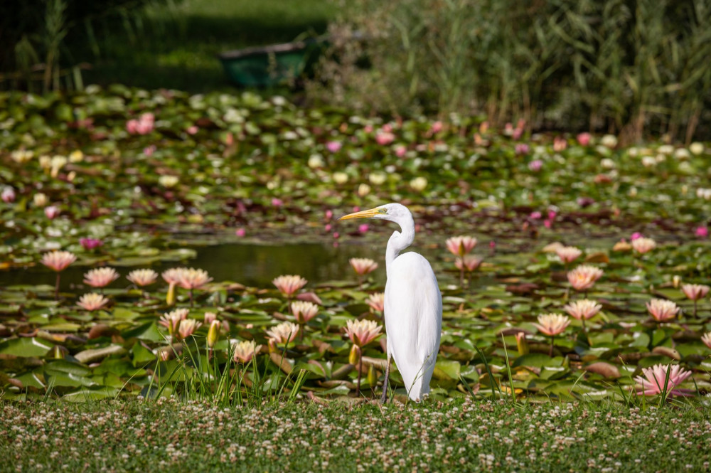 Great Egret (Ardea alba) looks for food