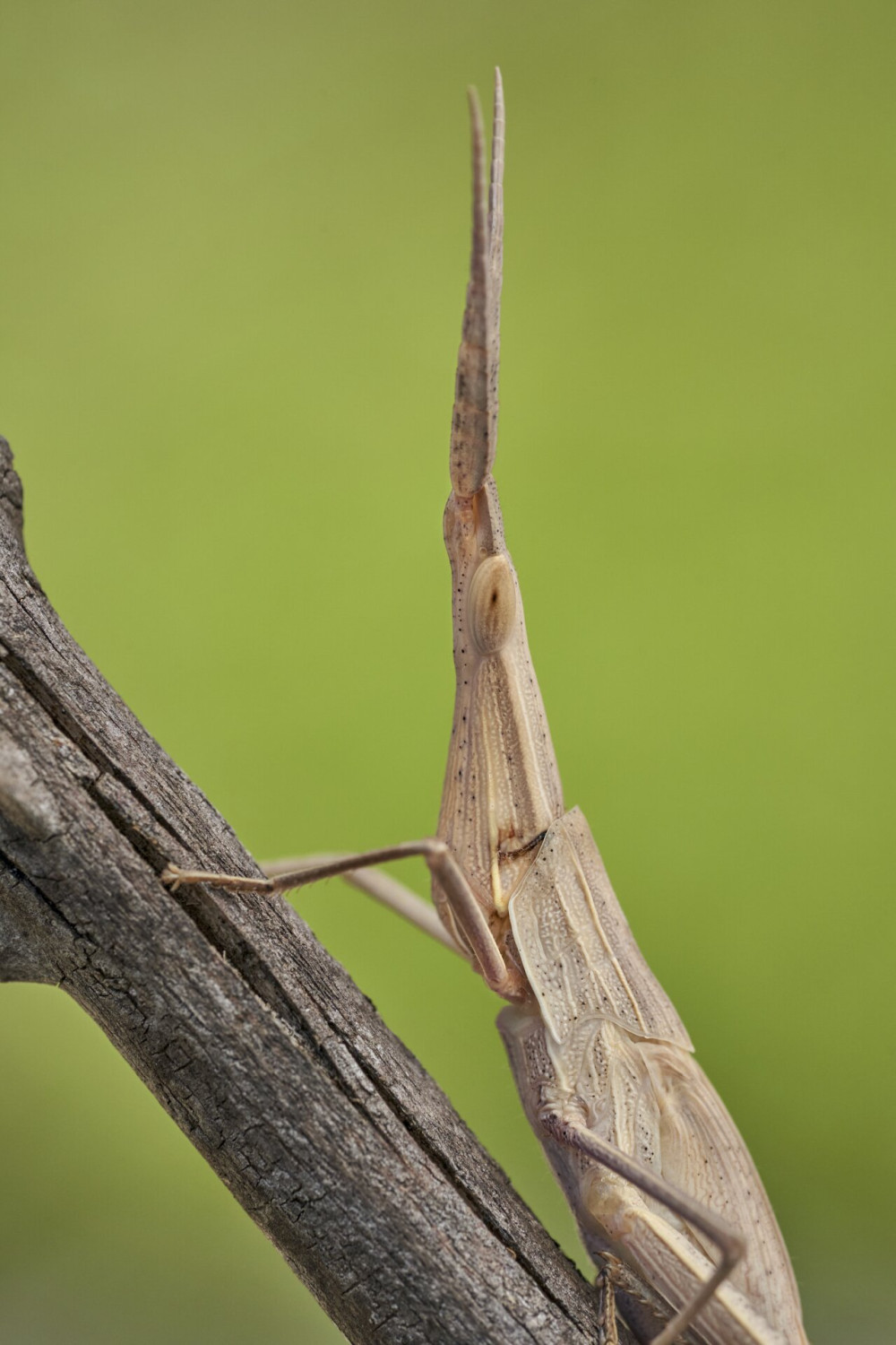 Green grasshopper Acrida ungarica in Krk, Baska, Croatia