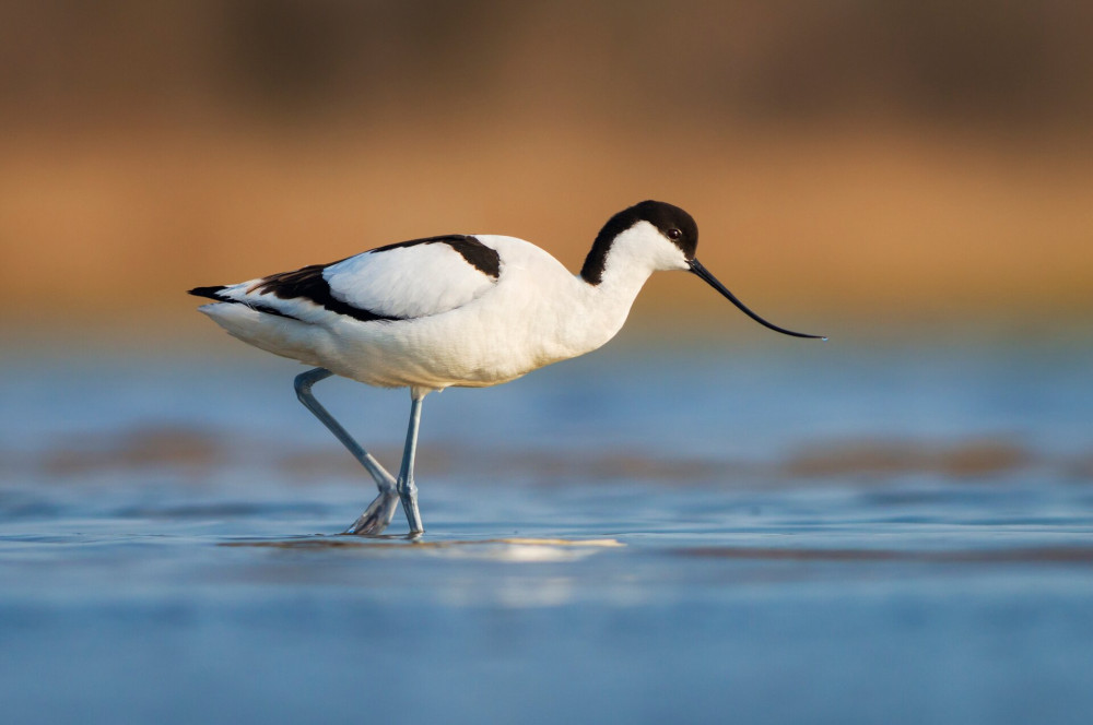 gulipan FOTO AdobeStock