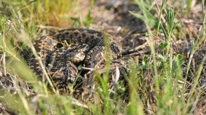 Hálóval védik a rákosi viperákat a ragadozóktól