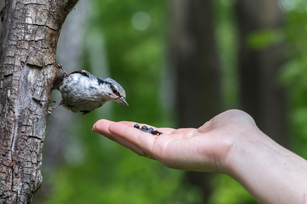 Hand feeding Eurasian nuthatch (Sitta europaea). Little gray bird with black eyestripe sitting on a tree trunk with a green blurred background.