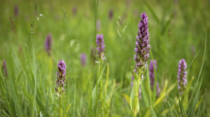 Hatalmas orchideamezőt fedeztek fel Csongrádban