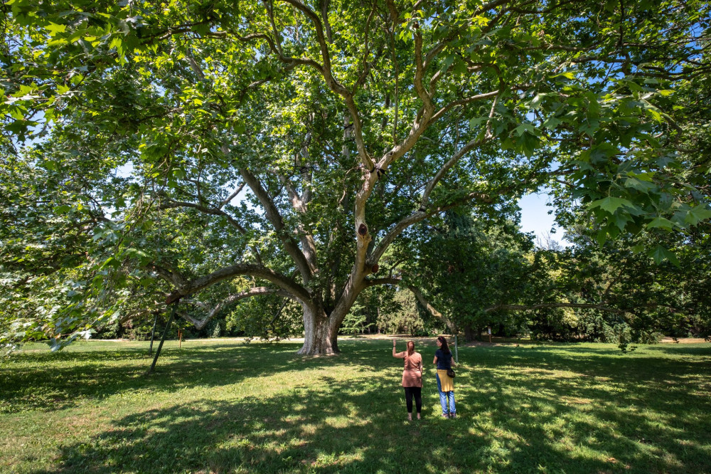 Hatalmas platánfa a cégénydányádi Kölcsey-Kende-kastély parkjában