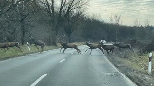 Hatalmas szarvasrudli vágtázott át az úton –  Videó