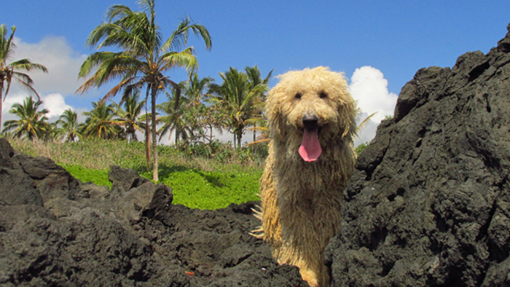 hawaii_magyar_komondor_betyar.jpg