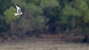 Hazánkban ritkaságnak számító madarat kaptak lencsevégre