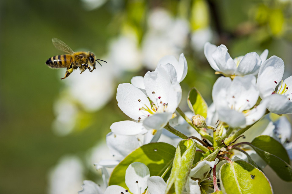 hazimeh FOTO Adobe Stock