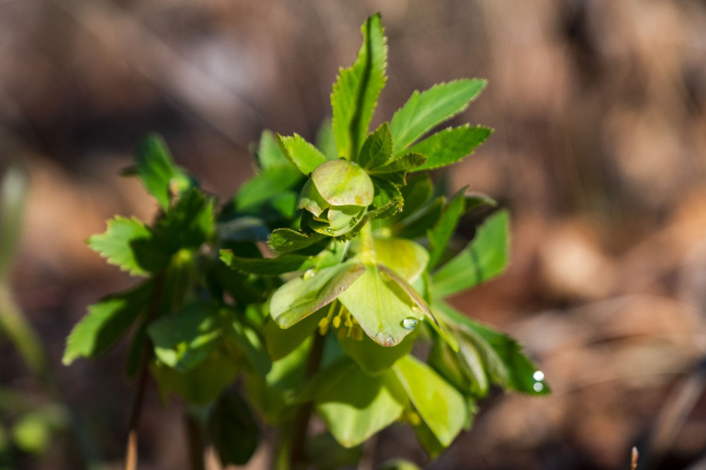 Helleborus odorus (illatos hunyor)