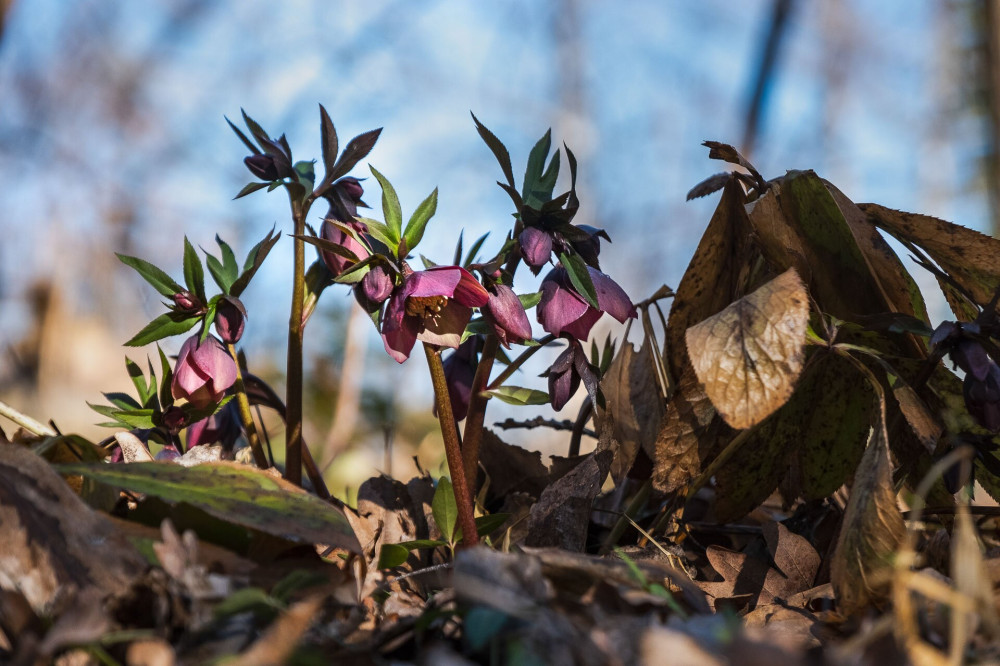 Helleborus purpurascens (pirosló hunyor)