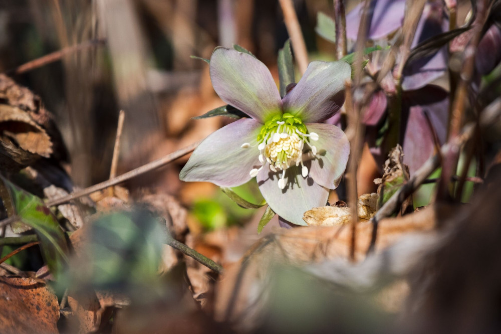 Helleborus purpurascens (pirosló hunyor)