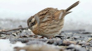 Helló, feketetorkú szürkebegy! - Új madárfaj Magyarországon