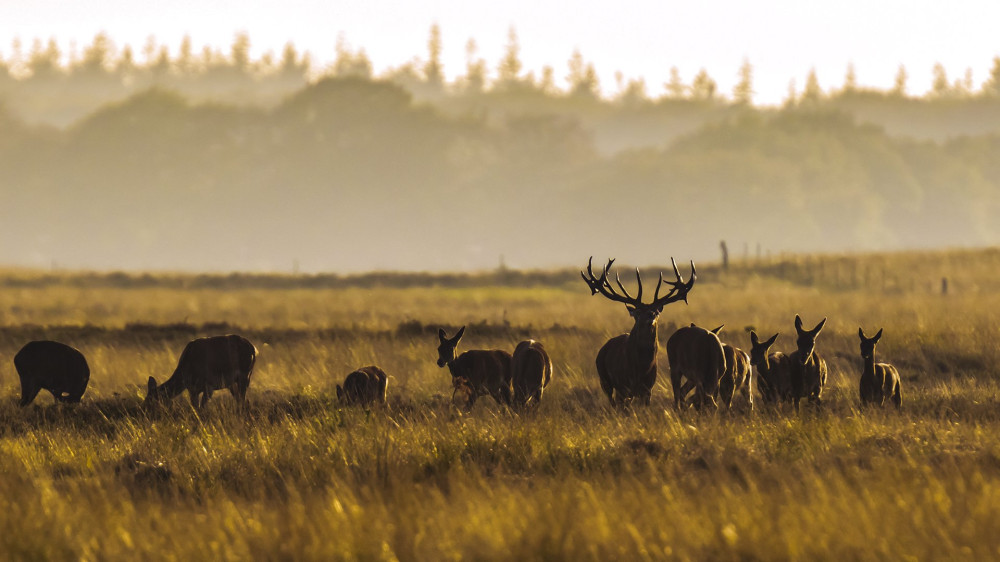 Herd of red deer cervus elaphus rutting and roaring during sunset, rutting during mating season on a landscape with hills, fields and a beautifull sunset