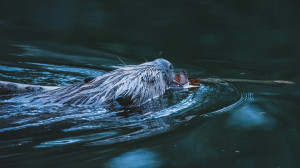 Hét kölyköt szoptat a hetési nutria