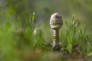 Hiánypótló térképes kereső segíti a hazai gombászokat