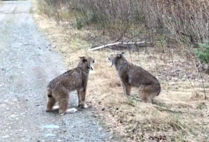 Hiánypótló videó két hiúz meglehetősen hangos találkozásáról