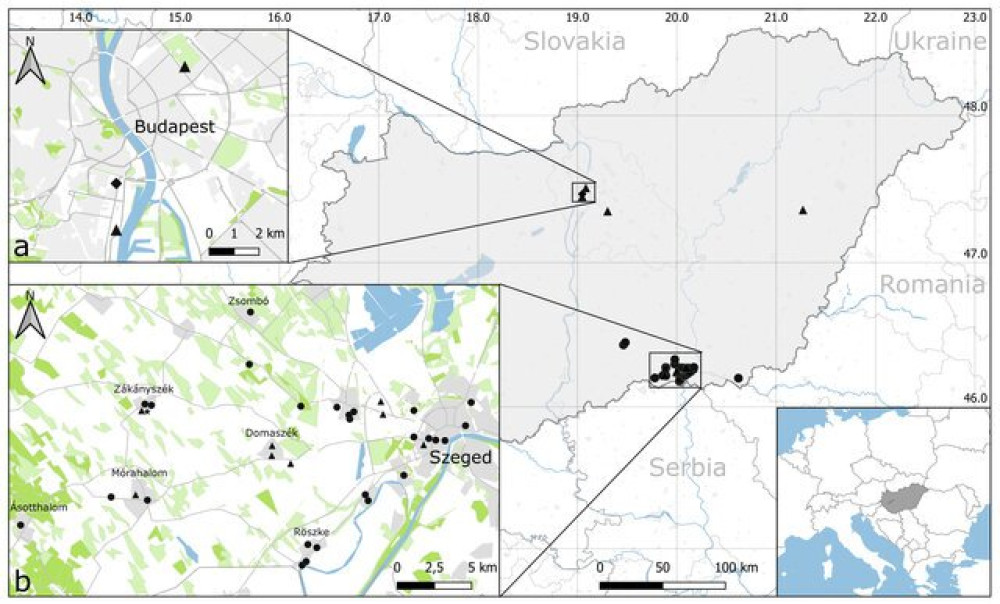 hierodula_hungary_map