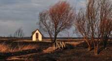 Hogyan érintette az élővilágot a farmosi tűz?