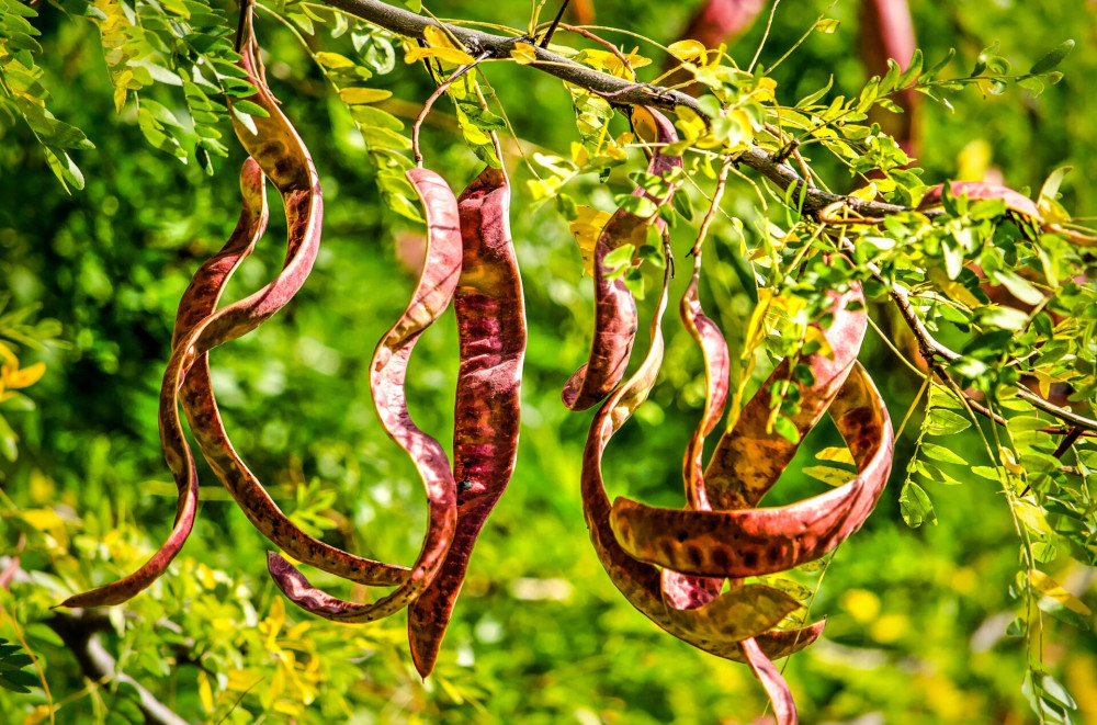 Honey locust close up