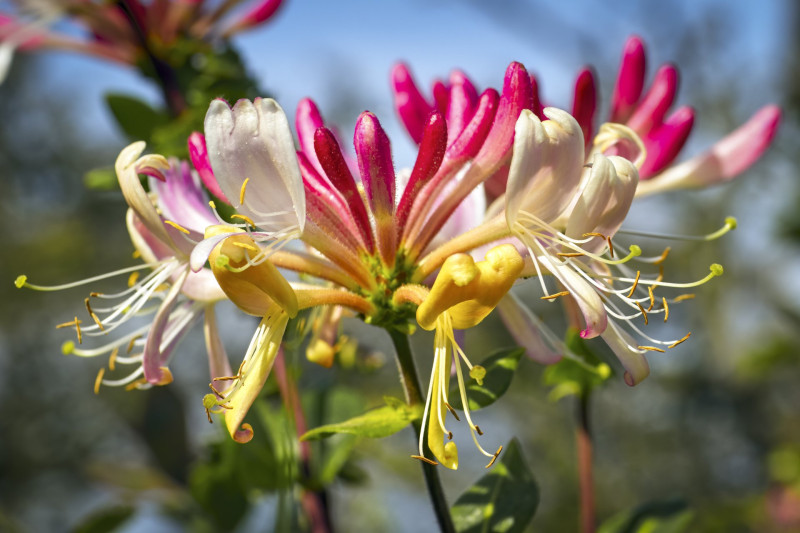 Honeysuckle (Lonicera periclymenum) on a sunny August afrernoon