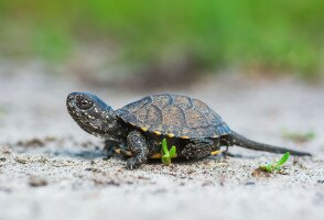 Honnan kerülnek elő tavasszal a bébi teknősök?