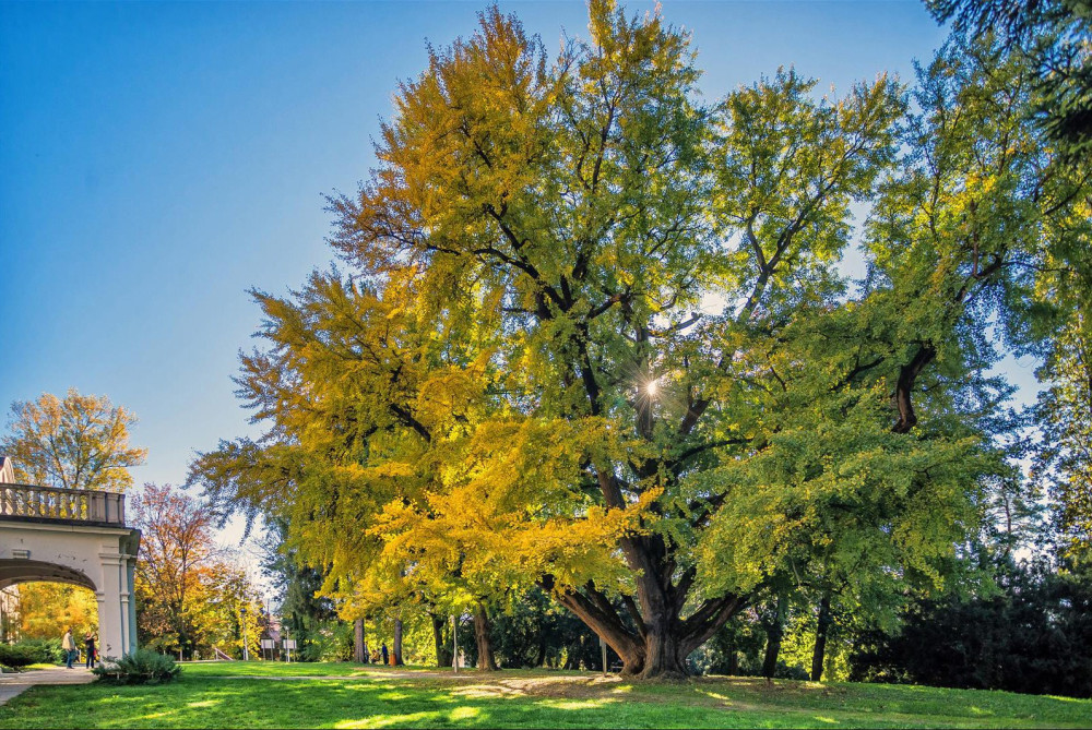 horvat ginko