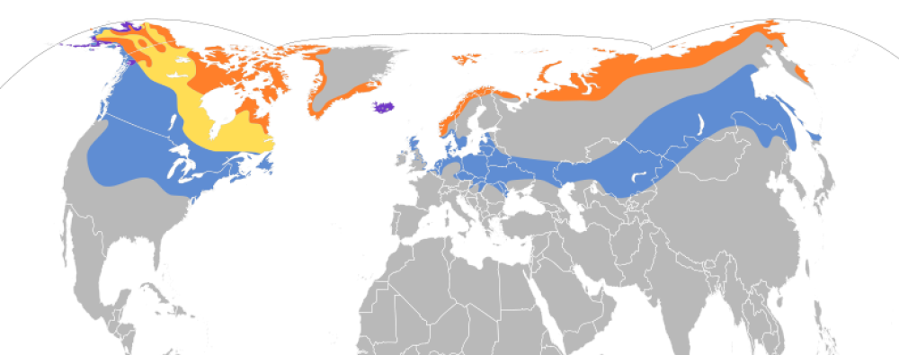 hosarmany-elterjedes-terkep