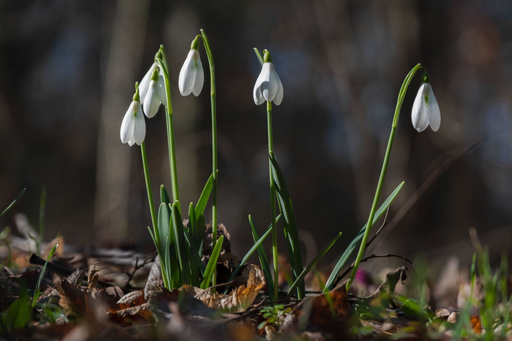 Hóvirág (Galanthus nivalis)