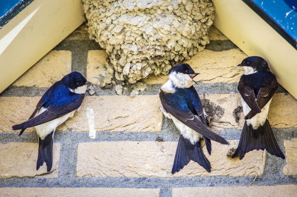 Huiszwaluw; Common House Martin