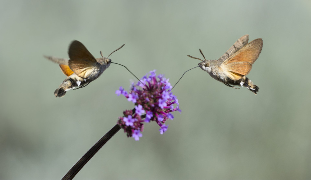 Hummingbird Hawk Moth (Macroglossum stellatarum) sucking nectar from flower in the garden