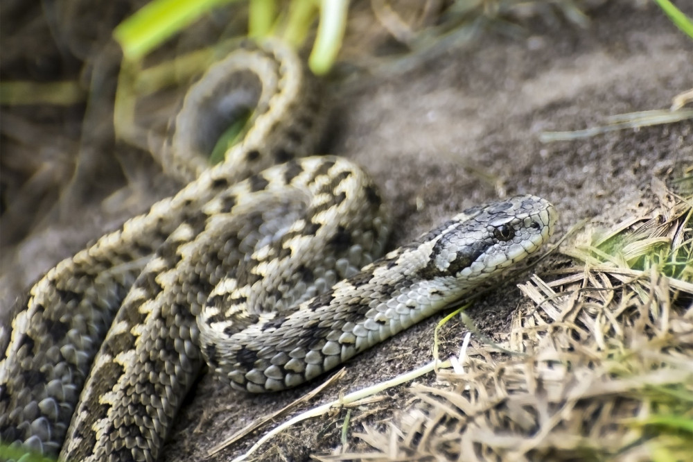 Hungarian meadow viper (Vipera ursinii rakosiensis) on the ground