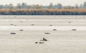 Húszezer daru is elpusztulhatott madárinfluenzában