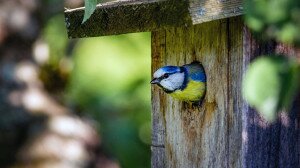 Így segítheted a madarakat és békákat tavasszal