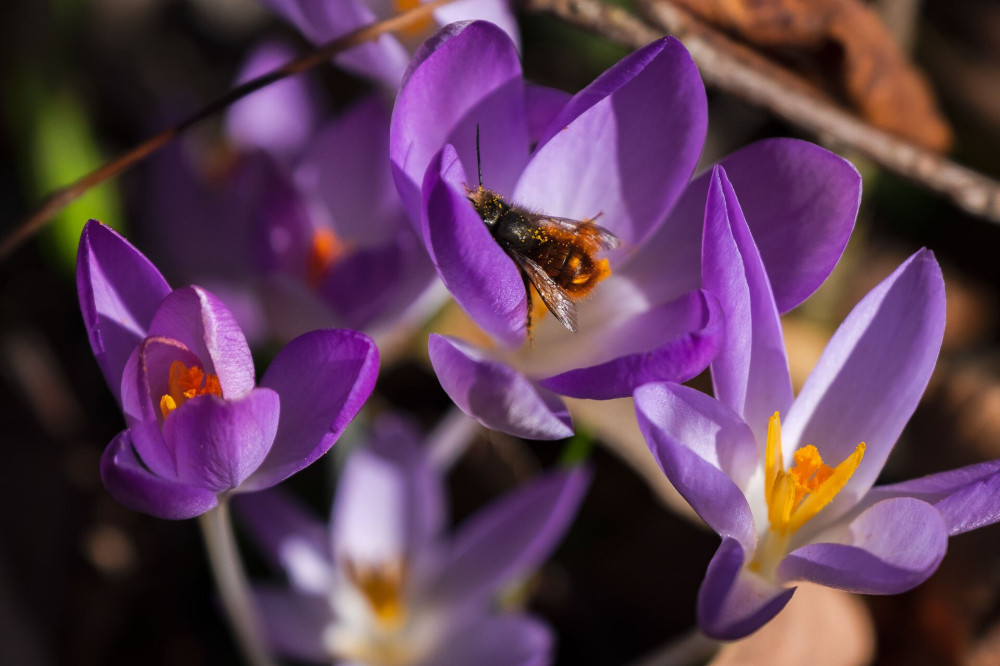 Illír sáfrány (Crocus tommasinianus)