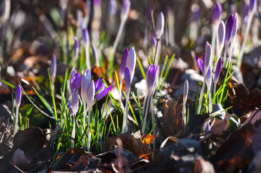 illír sáfrány (Crocus tommasinianus)