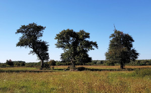 Íme, az Év Fája verseny idei döntősei