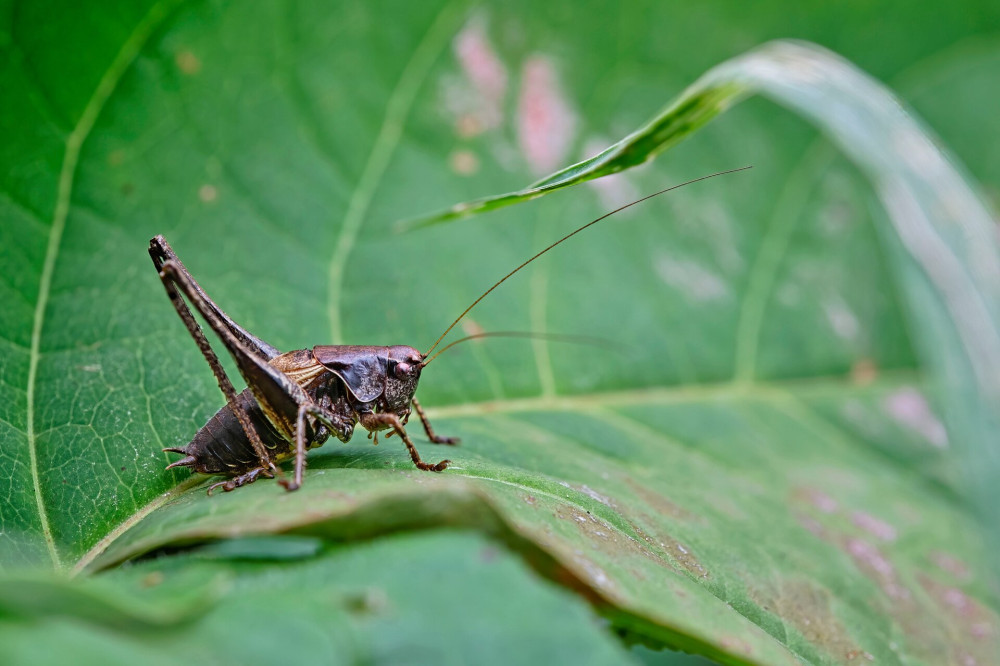 Insekten.