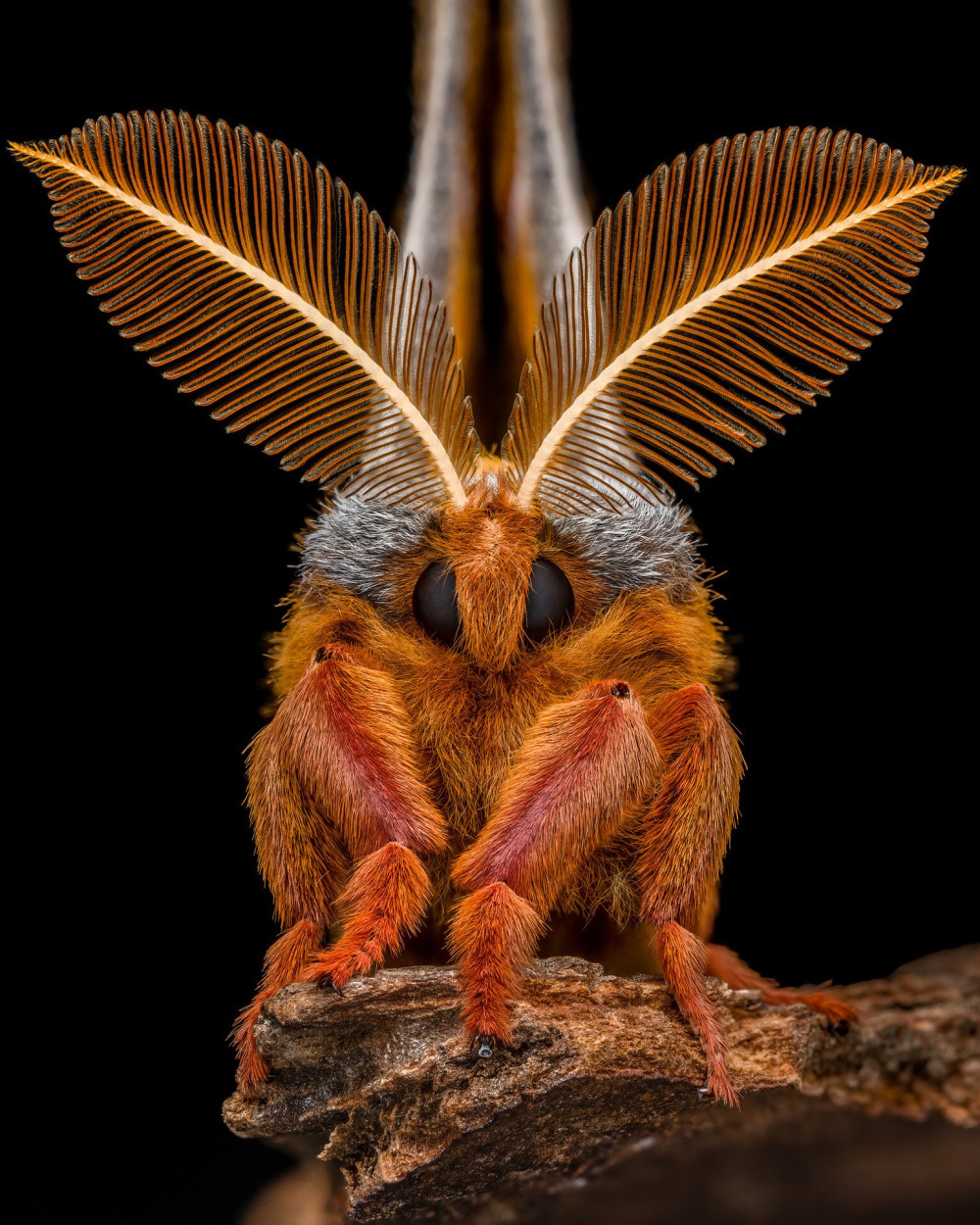 Invert-Portrait-Finalist-Benjamin_Salb-Polyphemus-Moth-CUPOTY