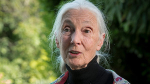 Jane Goodall fontos dolgokat üzen a szobafogságból