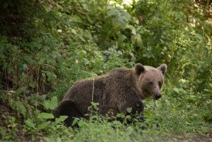 Jókora medvét láttak egy borsodi gyümölcsösben