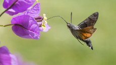 Kacsafarkú szender, a magyar kolibri